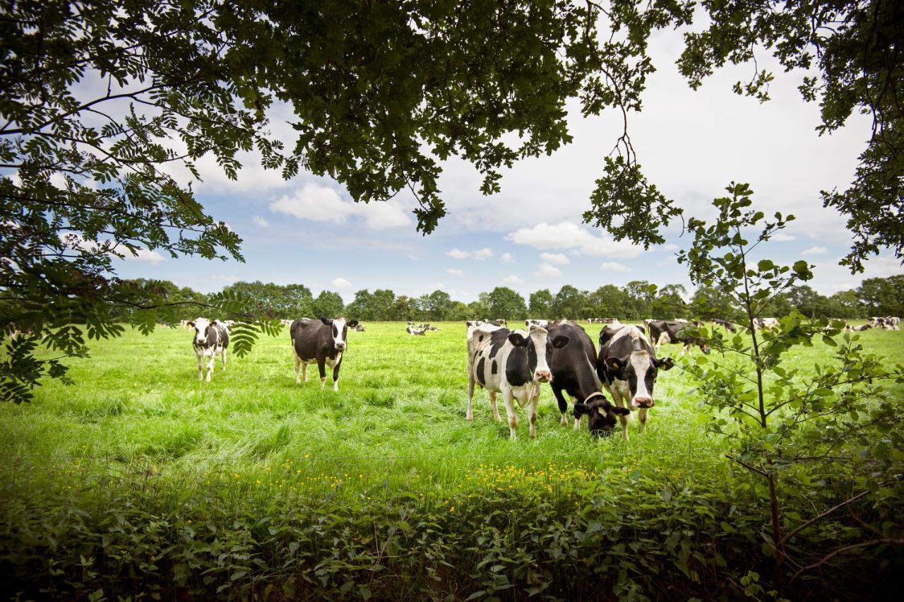 إيه Countryside Eco Natuurhuisjes المظهر الخارجي الصورة